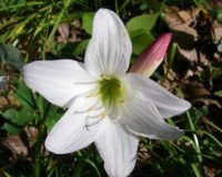 Zephyranthes atamasco 1.JPG